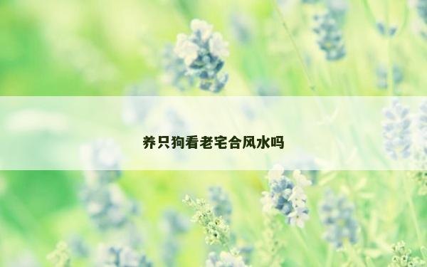 养只狗看老宅合风水吗