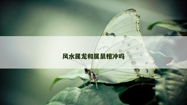 风水属龙和属鼠相冲吗