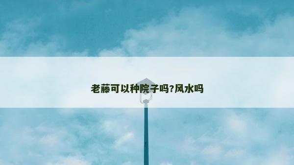 老藤可以种院子吗?风水吗
