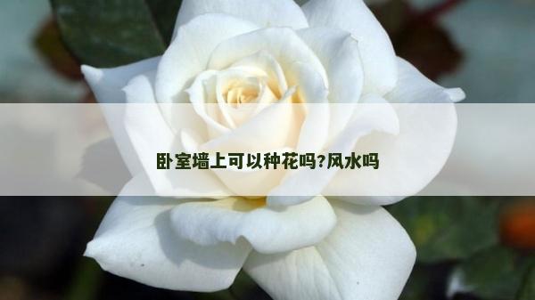 卧室墙上可以种花吗?风水吗
