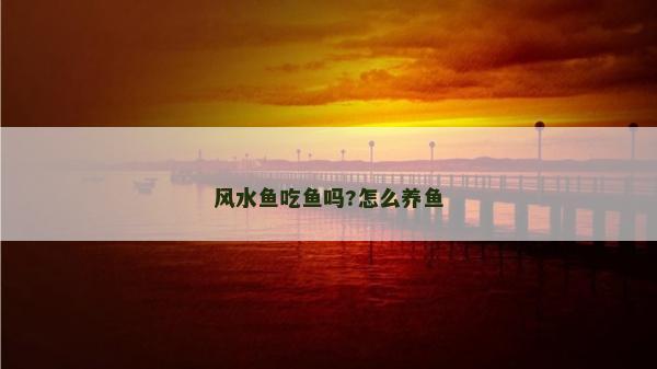 风水鱼吃鱼吗?怎么养鱼