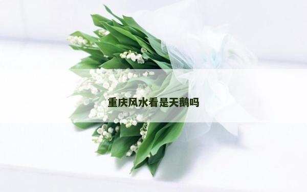 重庆风水看是天鹅吗