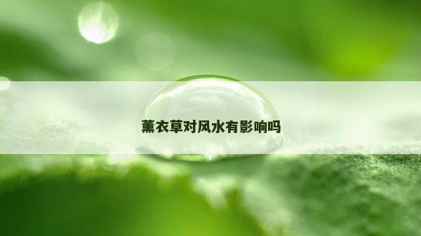薰衣草对风水有影响吗