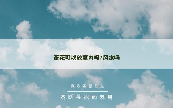 茶花可以放室内吗?风水吗