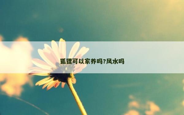 狐狸可以家养吗?风水吗