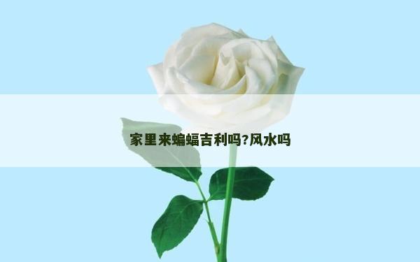 家里来蝙蝠吉利吗?风水吗
