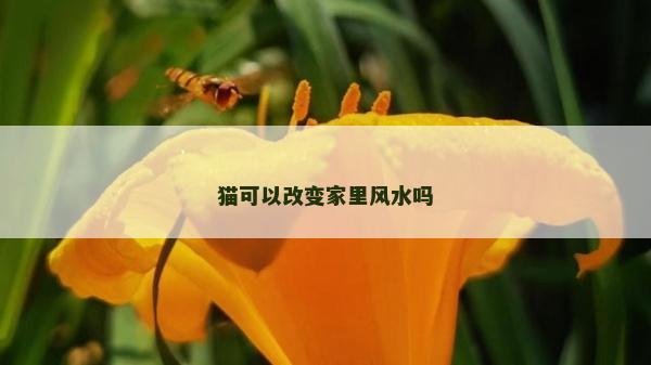 猫可以改变家里风水吗