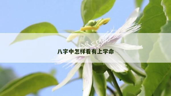 八字中怎样看有上学命