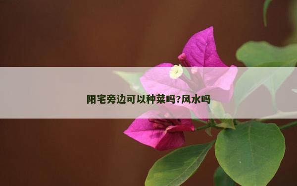 阳宅旁边可以种菜吗?风水吗