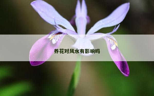 养花对风水有影响吗