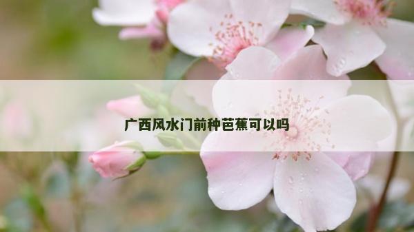 广西风水门前种芭蕉可以吗