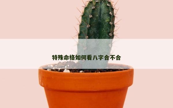 特殊命格如何看八字合不合
