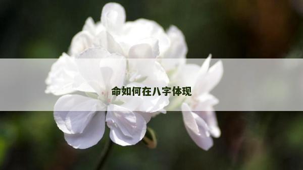 命如何在八字体现
