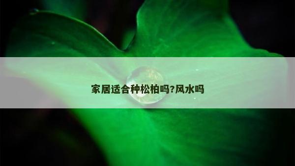 家居适合种松柏吗?风水吗