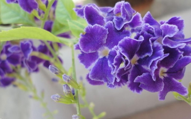 2025年水瓶座2月婚姻运分析